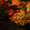 Autumn leaves gradation