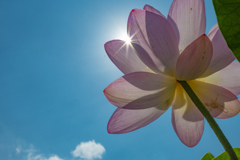 夏の花傘