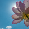 夏の花傘