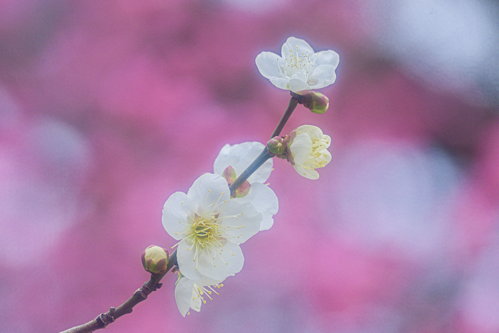 早春の香り