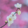 早春の香り