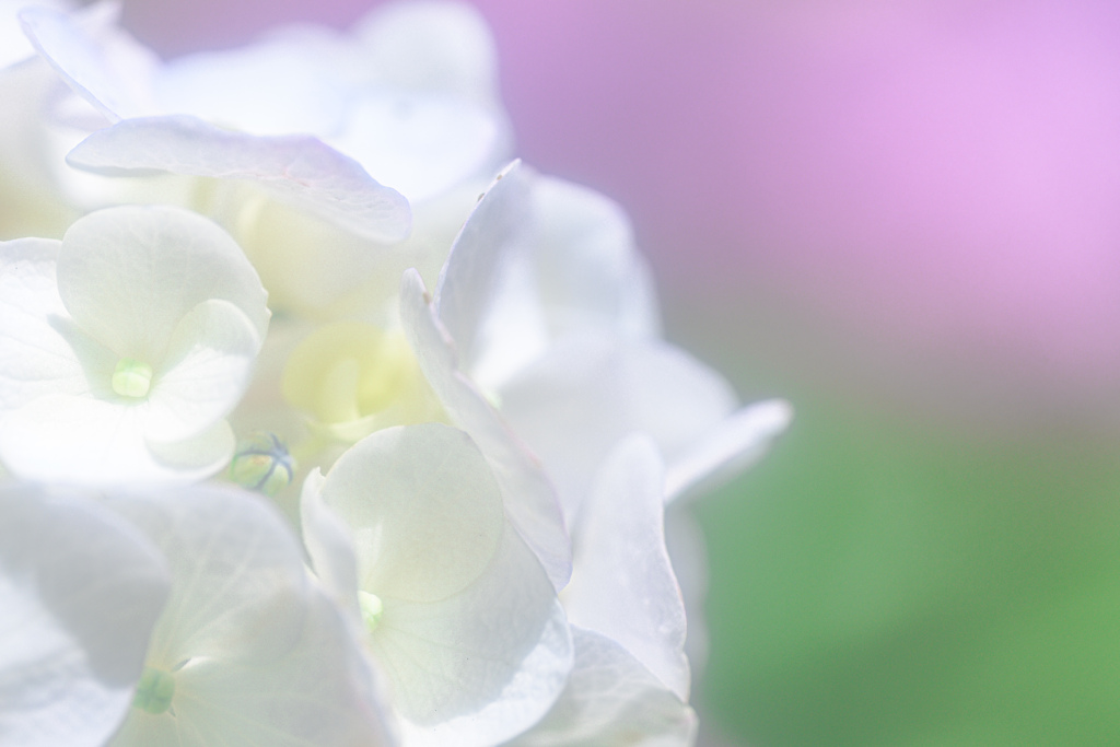 白紫陽花