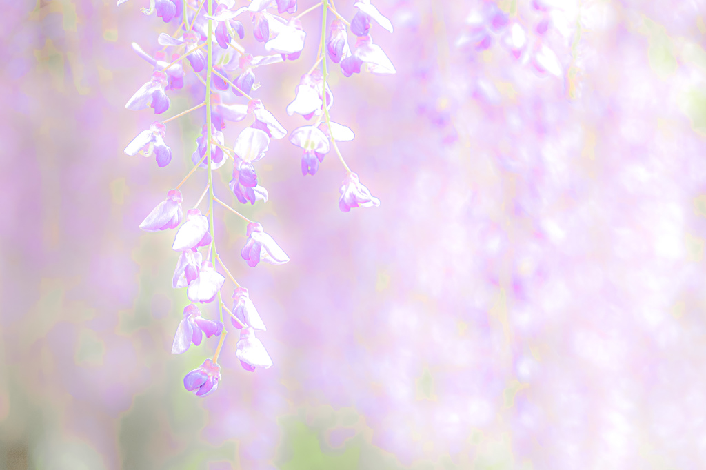 藤色の季節