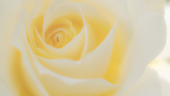 pale yellow gradation