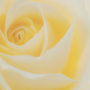 pale yellow gradation