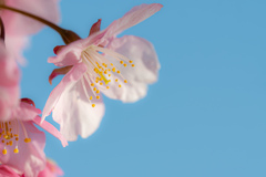 青空に桜花を添えて