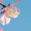 青空に桜花を添えて