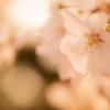 春の斜光の中で