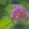 蓮華 ②