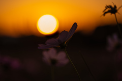 秋桜と夕日