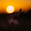 秋桜と夕日