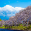 春の潤井川龍巌淵