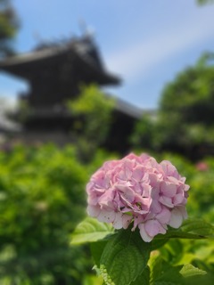 紫陽花 ～白山神社 (文京区) ～