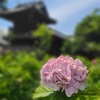 紫陽花 ～白山神社 (文京区) ～