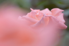 pink rose