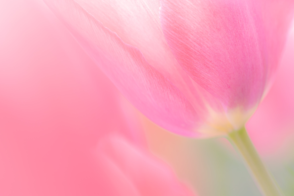 spring dream