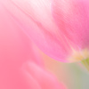 spring dream