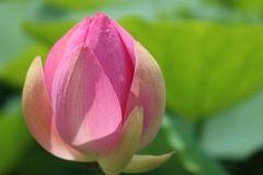 千葉公園の大賀ハス ⑪