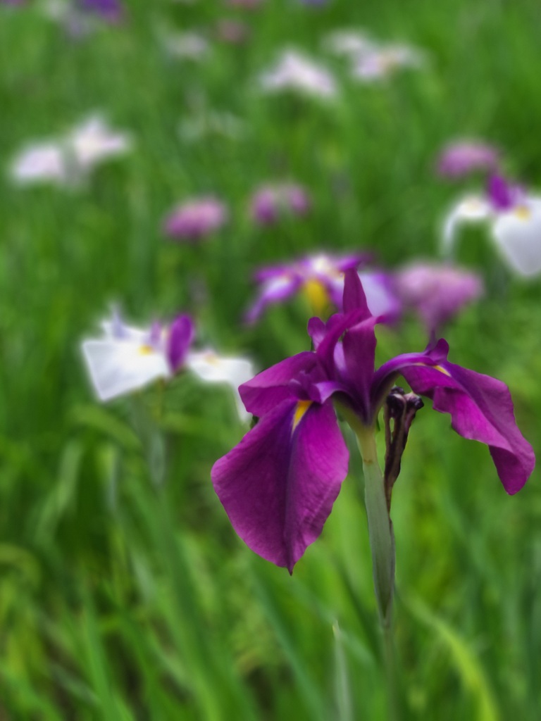 花菖蒲 ～小石川後楽園～