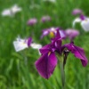 花菖蒲 ～小石川後楽園～