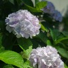 紫陽花 ～白山神社 (文京区) ～