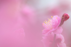 早春の香り