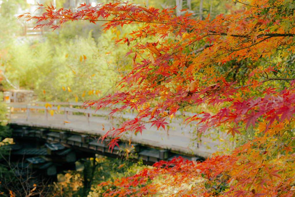 移りゆく古橋の秋