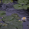 雨の波紋と睡蓮