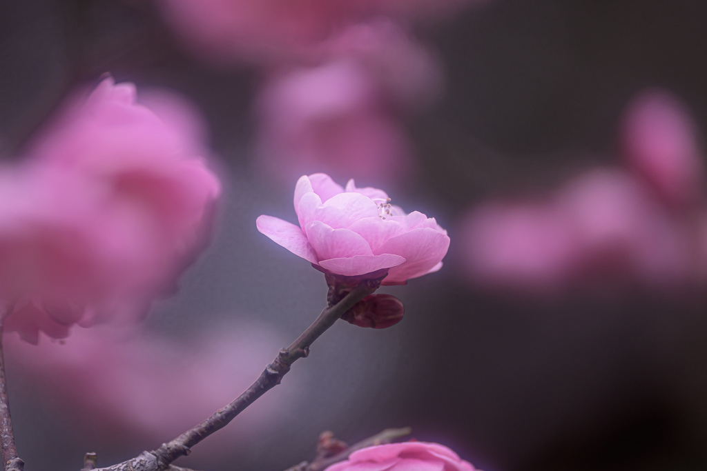 薄紅梅