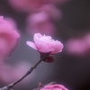 薄紅梅