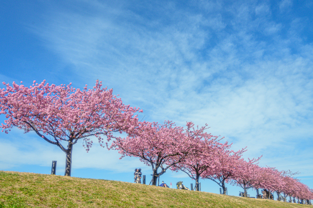 青空と河津桜並木
