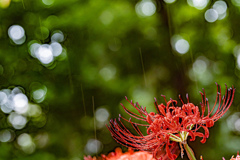 秋雨と彼岸花