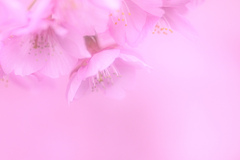 桜花の香りに包まれて