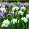 花菖蒲 ～小石川後楽園～