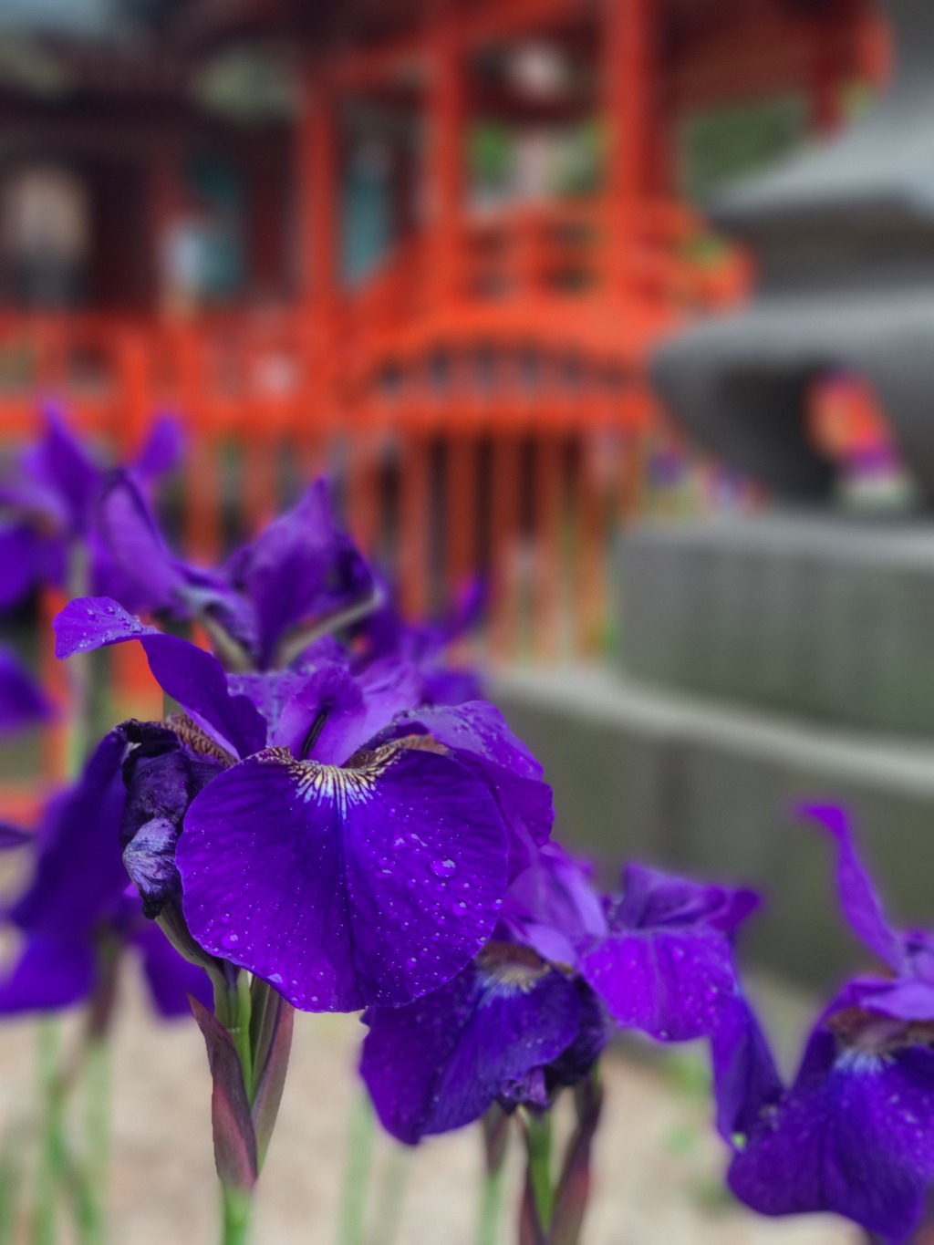 あやめ ～生島足島神社 (長野県上田市) ～