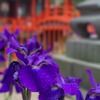 あやめ ～生島足島神社 (長野県上田市) ～