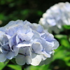 長谷寺 (長谷観音) の紫陽花 ④