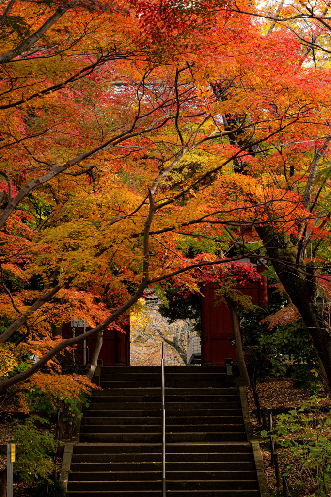 錦秋に染まる～本土寺