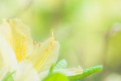 黄色いレンゲツツジ