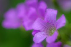 初夏を彩る小さな花 ♯2