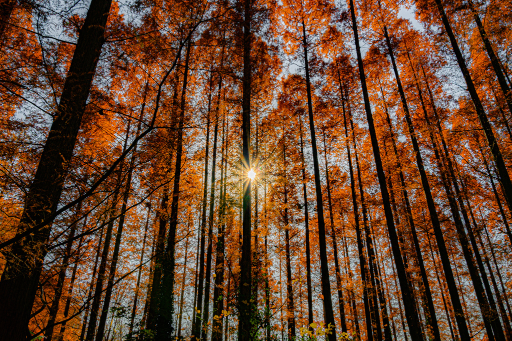 木漏れ日射すオレンジ色の森