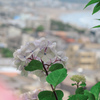 長谷寺 (長谷観音) の紫陽花 ⑥