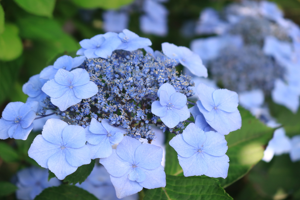 長谷寺 (長谷観音) の紫陽花 ①