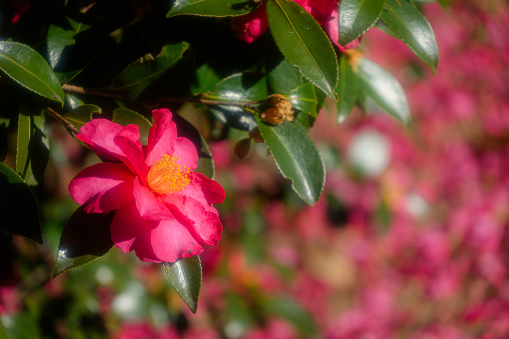 山茶花