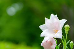 文月の八重の花