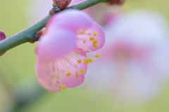 パステルな梅の花