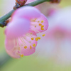 パステルな梅の花