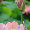 千葉公園の大賀ハス ③