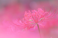初秋の薄紅