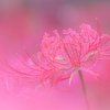 初秋の薄紅